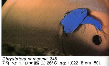 Chrysiptera parasema